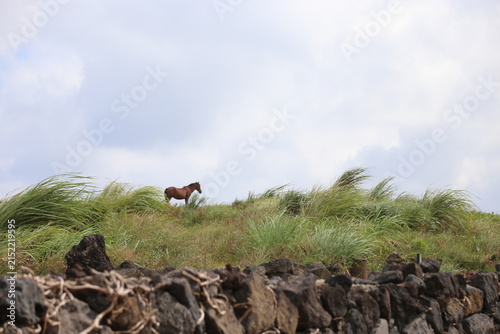 Fotografía A minimalist landscape at Seopjikoji, Jeju Island, featuring a lone horse silhouette standing beyond a traditional stone wall on a breezy grassy hill under a soft, expansive cloudy sky