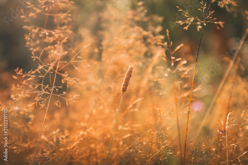 Golden grass stems standing tall in a sun-drenched meadow during sunset, creating a warm, soft focus bokeh background and tranquil nature scene