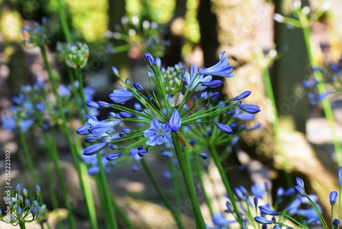 Fotografie Flowers of Agapanthus Africanus or African Lily, in the garden.