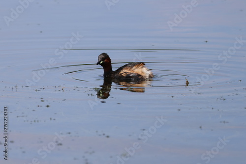 the little grebe (Tachybaptus ruficollis) in summer breeding plumage
