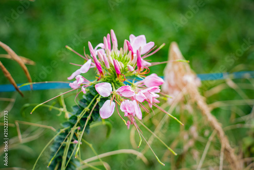 Pink Cleome Spider Flower Bloom with Soft Green Garden Background