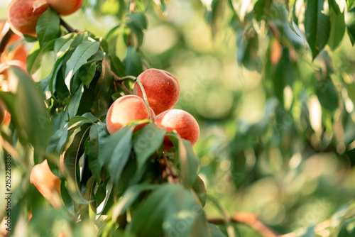 Ripe Peach Harvest in Summer Garden