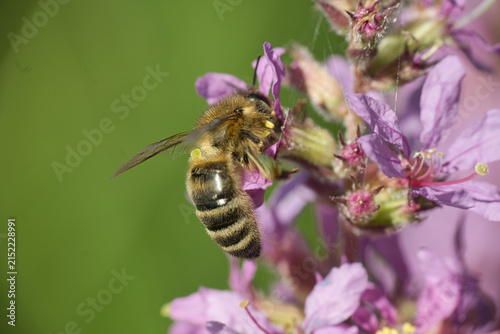 Honey bee collecting nectar from purple flowers.
