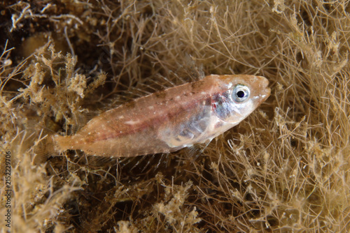Juvenile Siganus luridus