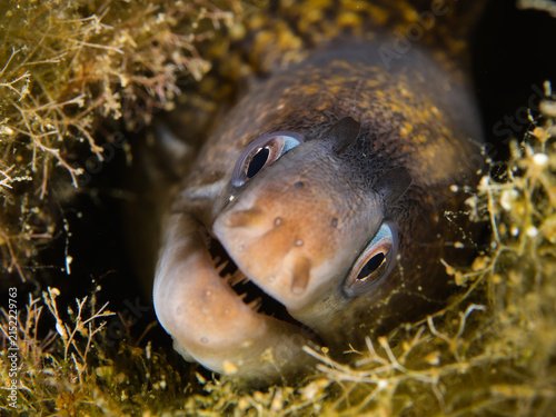 Mediterranean moray eel 