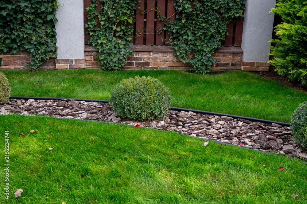 Obraz premium Trimmed round bush in wood mulch garden bed on green lawn near modern suburban house. Real Photo