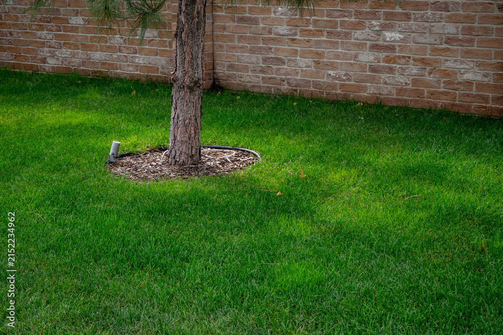 Obraz premium Pine tree trunk with bark mulch ring on manicured bright green grass lawn in suburban backyard. Real Photo