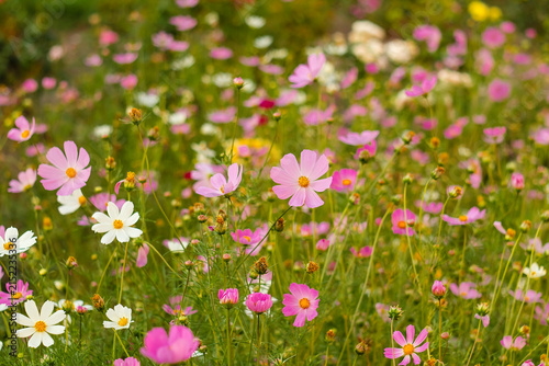 Elegant pink and white cosmos flowers flourishing in a peaceful garden meadow, surrounded by lush vegetation and gentle bokeh for a calming and scenic floral composition.
