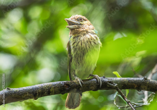 фотографія Green-eared Barbet juvenile bird perching on branch with open beak, immature Psilopogon faiostrictus fledgling waiting for food in natural green background, Asian wildlife photography