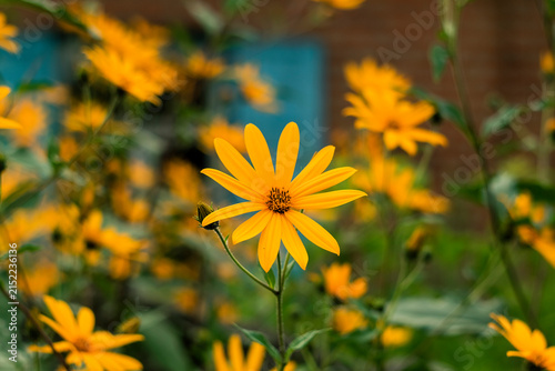 Bright yellow Jerusalem artichoke, or sunchoke, flowers blooming among green foliage in a sunny summer garden.