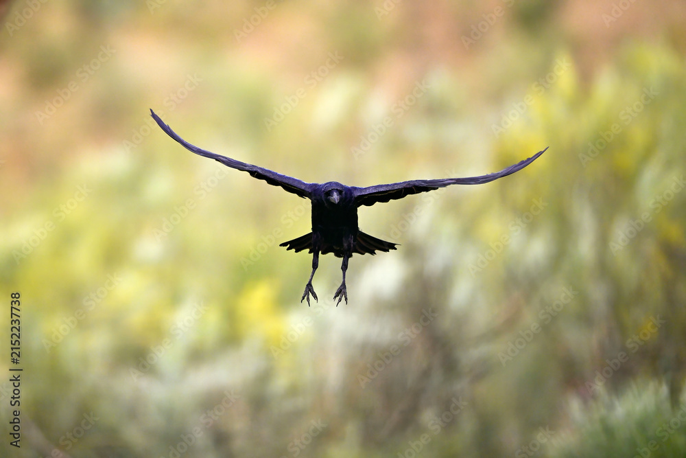 Naklejka premium Common raven // Kolkrabe (Corvus corax) - Extremadura, Spain