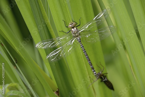 Aeshna cyanea, blue-green mosaic maiden, southern hawker, anisoptera, dragonflies, exuvia, imago, insects, dragonflies, odonata, hatching, hatching