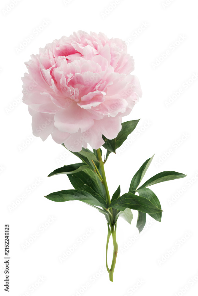Fototapeta premium Pink peony flower blooming isolated on white
