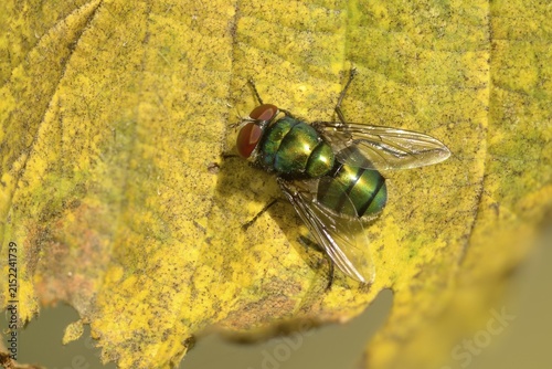 Calliphoridae, Calliphoridae spec., blowfly spec., blowflies, blow-flies, bluebottles, carrion flies, cluster flies, diptera, greenbottles, insects, two-winged birds