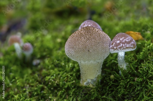 Cluster crumblecap, bottle dusting, lycoperdone perlatum, psathyrella hydrophila, psathyrella piluliformis, dust, white-stemmed stick sponge, watery fiberling, watery grumbling, watery mumbling, common puffball, devil's snuff box, fungi, fungus, gem-stun Dded puffball, mushrooms, warted puffball, wolf farts