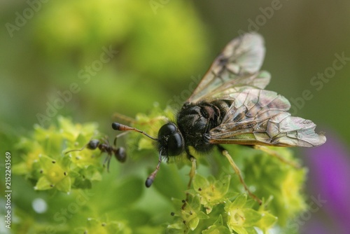 Abia candens, field widow flowers clubhorn leaf wasp, cimbicidae, hymenoptera, clubhorn leaf wasp, clubhorn leaf wasps, small field widow flowers clubhorn leaf wasp, plant wasps, symphyta, insects, insects