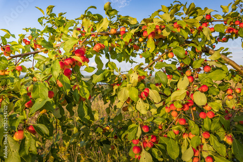 Canvas Print Apple orchard in late summer