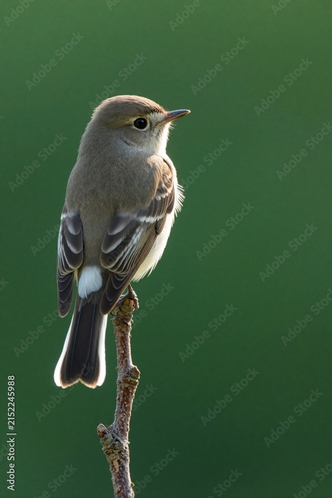 Obraz premium Small brown bird with white tail feathers perches on a thin branch. Feathered creature rests outdoors against a blurred green background. Wildlife photography captures avian detail.
