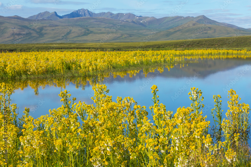 Obraz premium Lake in tundra