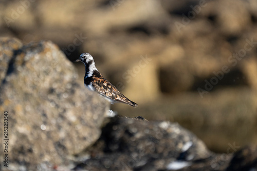Foto Les oiseaux Bretons