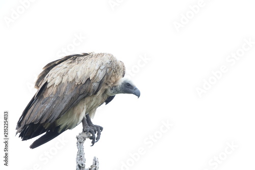 Fotografía The white-backed vulture (Gyps africanus) is an Old World vulture in the family Accipitridae