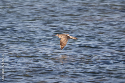 Foto Les oiseaux Bretons