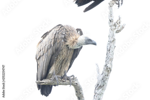 Foto The white-backed vulture (Gyps africanus) is an Old World vulture in the family Accipitridae