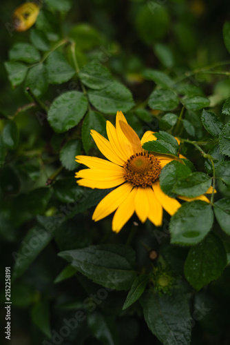 Sunflower is surrounded by green leaves in a garden after rain during late afternoon hours