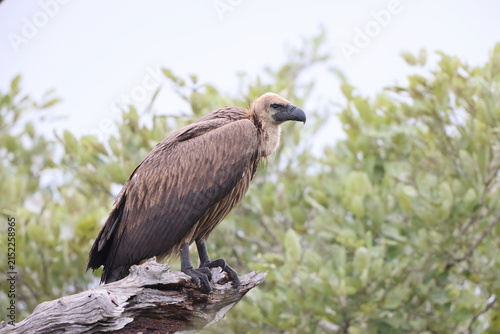 Fotografía The white-backed vulture (Gyps africanus) is an Old World vulture in the family Accipitridae