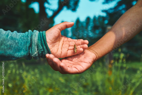 Two children's hands together holding a cricket