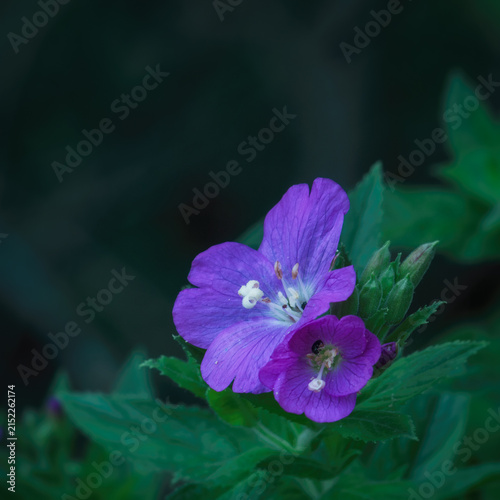 
WILDFLOWERS - Smallflower hairy willowherb blooming in the meadow