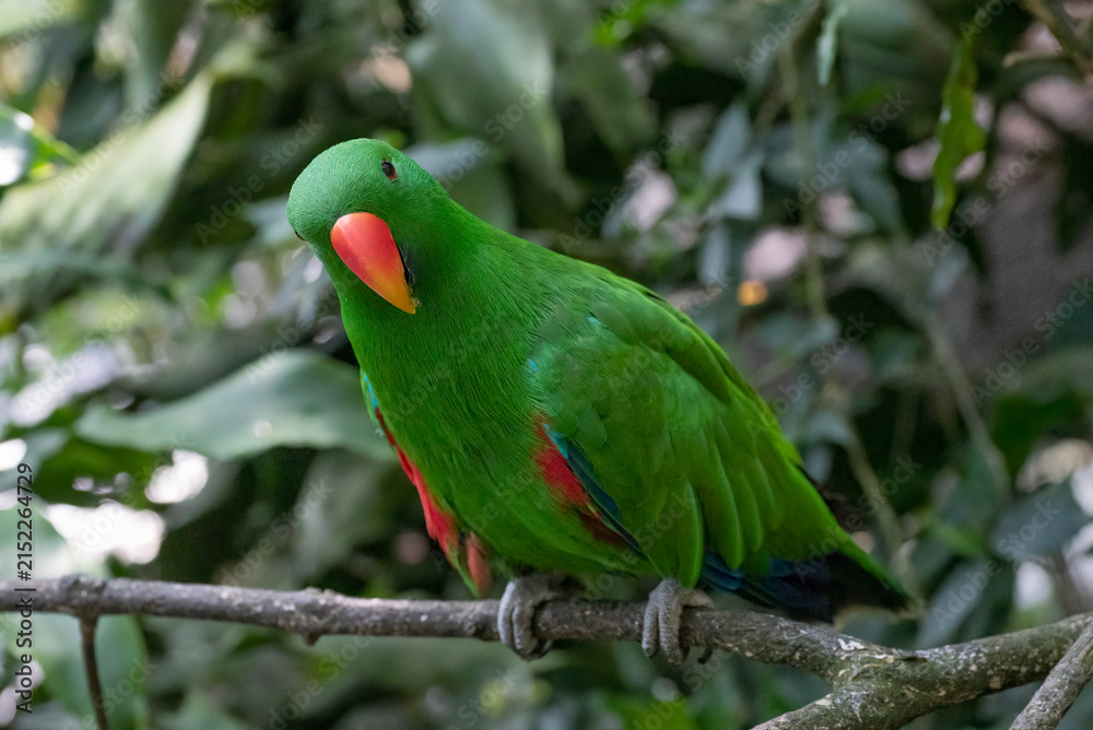 Obraz premium A male Eclectus parrot amidst the lush trees.