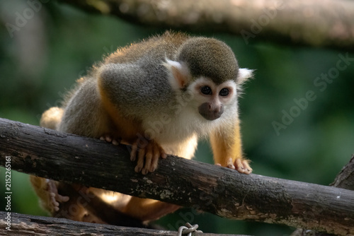 Canvas Print A close-up photo of a squirrel monkey perched on a tree trunk.