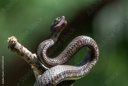 Photography A mangrove pit viper is preparing to strike.