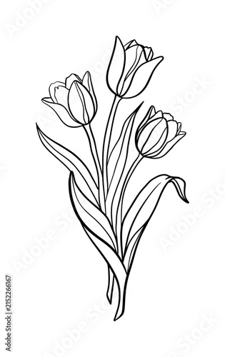 Lline drawing of three tulips with leaves