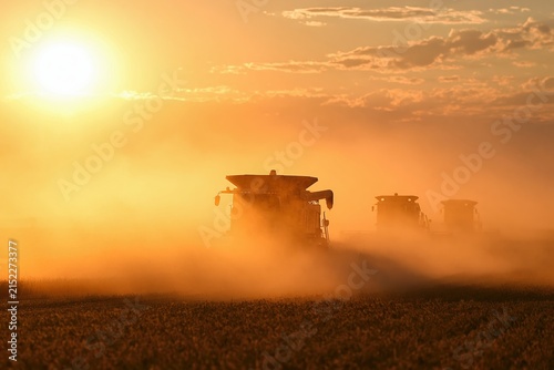 Agriculture harvesting with combine harvester in golden hour wheat field sunset