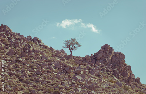 Rocky Hill Landscape with Tree and Cloudy Sky; Carson City, Nevada