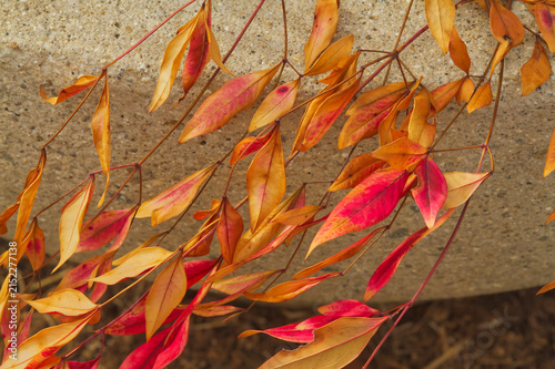 Fall Leaves Against a Concrete Wall, Close-up Macro, Colorful Abstract Background