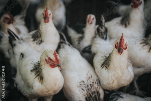 Foto Group of white chickens with black markings gathered closely together in a farm