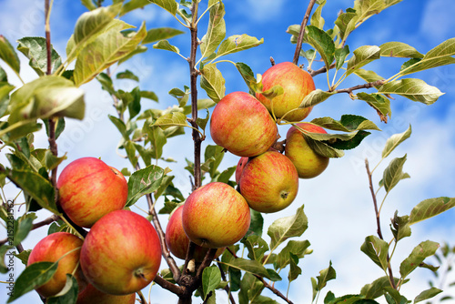 Ripe apples hanging on the tree