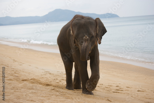 Asian elephant on the beach in Thailand