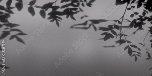 Shadows of leaves on gray wall, serene abstract background, natural outdoor atmosphere.