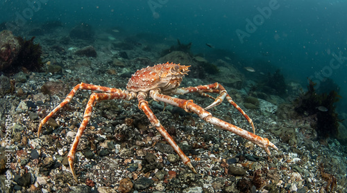 Large spider crab walking across rocky seabed underwater.