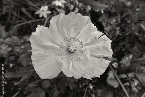 monochrome macro of delicate buttercup in its foliage