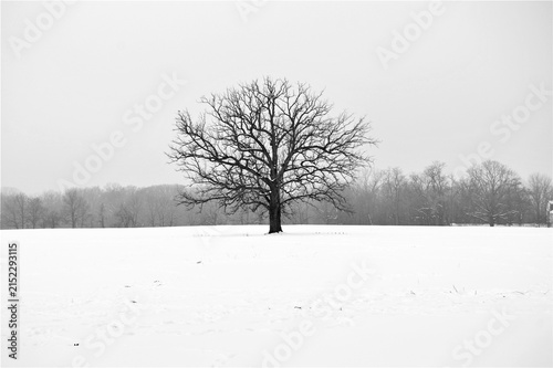 Field tree in snow. Black and white.