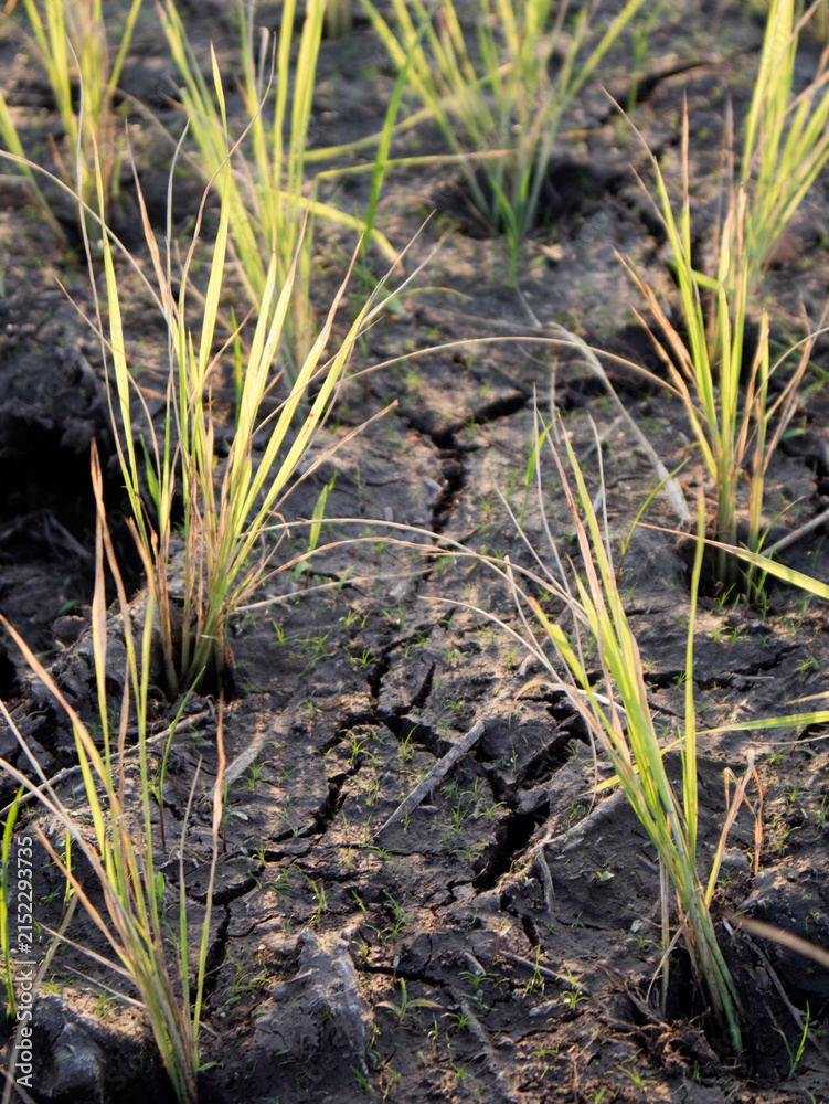 Obraz premium rice plants and land that are dry due to lack of water during the long dry season