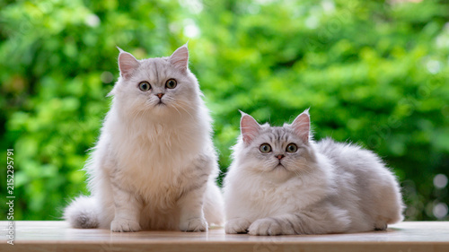 Two cute fluffy silver cats sitting and lying together on wooden floor looking at camera with green nature bokeh background.