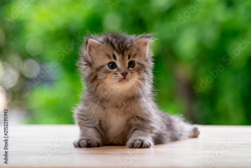 Cute fluffy tabby kitten sitting on wooden floor looking at camera with green nature bokeh background.