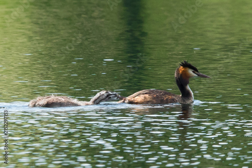 Принти на полотні A great grebe swims through the water with its chick.