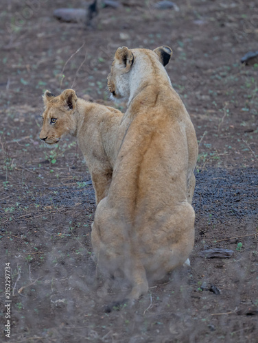 Afrikanischer Löwe in der Savanne Afrikas. Eindrucksvolles Tier eines majestätischen Löwen oder einer Löwin in natürlicher Umgebung